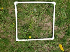 Taraxacum officinale