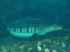 Pinguipes brasilianus