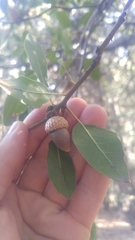 Quercus wislizeni wislizeni