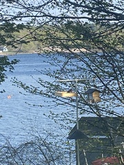 Pheucticus ludovicianus