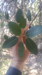 Quercus wislizeni wislizeni