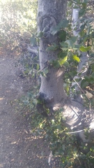 Quercus wislizeni wislizeni