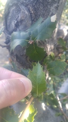 Quercus wislizeni wislizeni