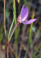 Clarkia modesta