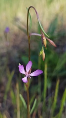 Clarkia modesta