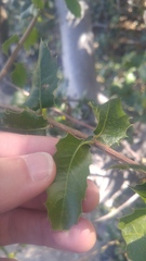 Quercus wislizeni wislizeni