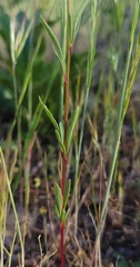 Clarkia modesta