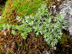 Saxifraga pentadactylis willkommiana