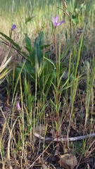 Clarkia modesta
