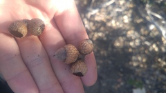 Quercus wislizeni wislizeni