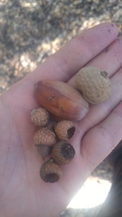 Quercus wislizeni wislizeni