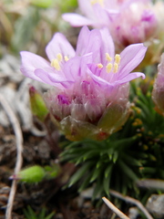 Armeria caespitosa