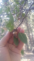 Quercus wislizeni wislizeni