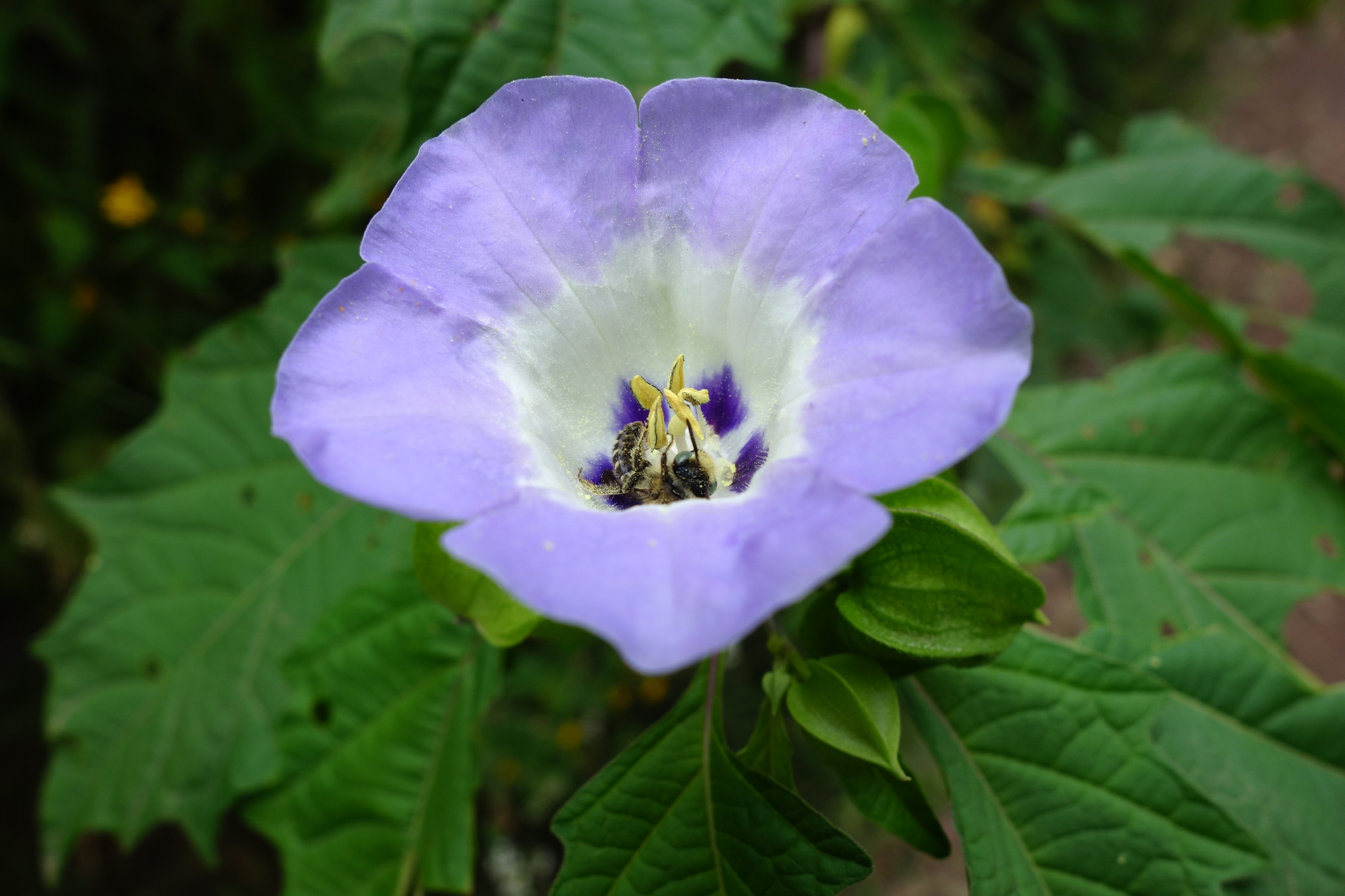 Nicandra image