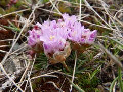 Armeria caespitosa