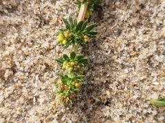 Galium arenarium