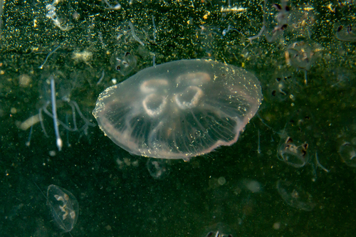 Moon Jellies photographed in Massachusetts