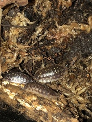 Oniscus asellus