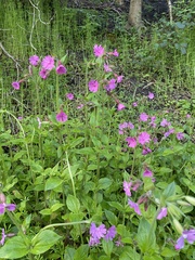 Silene dioica
