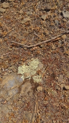 Protoparmeliopsis pinguis