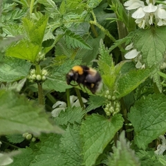 Bombus hortorum
