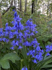 Hyacinthoides
