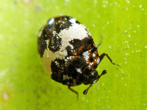 Carpet Beetles Aztec Organic Pest Service