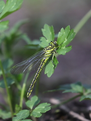 Gomphus simillimus