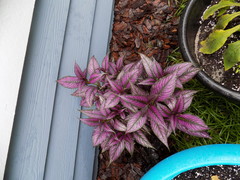 Strobilanthes auriculata dyeriana