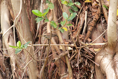 Cinnyris mariquensis