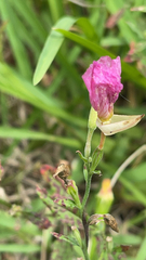 Oenothera rosea