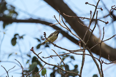Cinnyris mariquensis