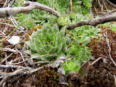 Sempervivum vicentei