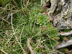 Sempervivum vicentei