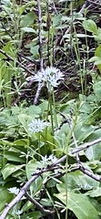 Allium ursinum
