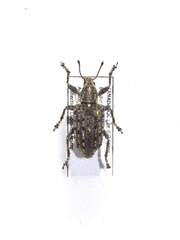 Ithycerus noveboracensis