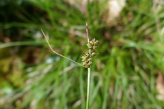 Carex pilulifera