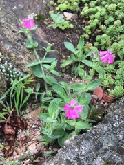 Silene acutifolia