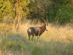 Damaliscus pygargus phillipsi