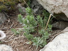 Linaria nivea