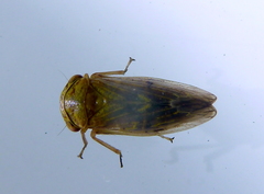 Rhytidodus decimusquartus