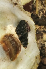 Elimia floridensis