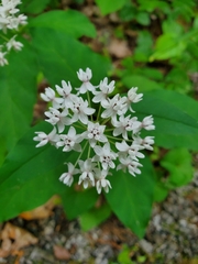 Asclepias quadrifolia