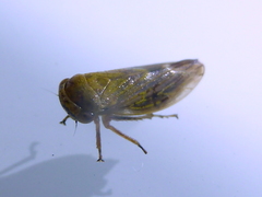 Rhytidodus decimusquartus