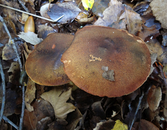 Aureoboletus citriniporus