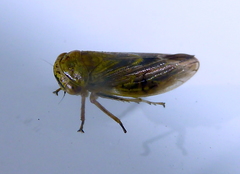 Rhytidodus decimusquartus