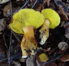 Aureoboletus citriniporus