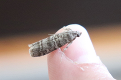 Dioryctria simplicella
