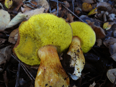 Aureoboletus citriniporus