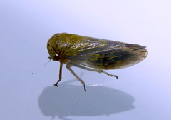 Rhytidodus decimusquartus